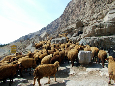 Mountain Sheep, Kermanshah.